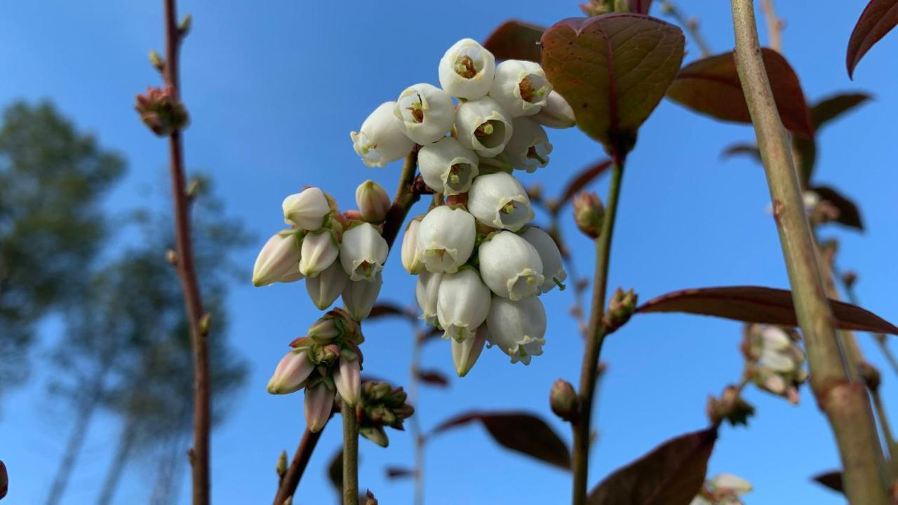 Appartamento Quinta Vale Salgueiro Seia Esterno foto