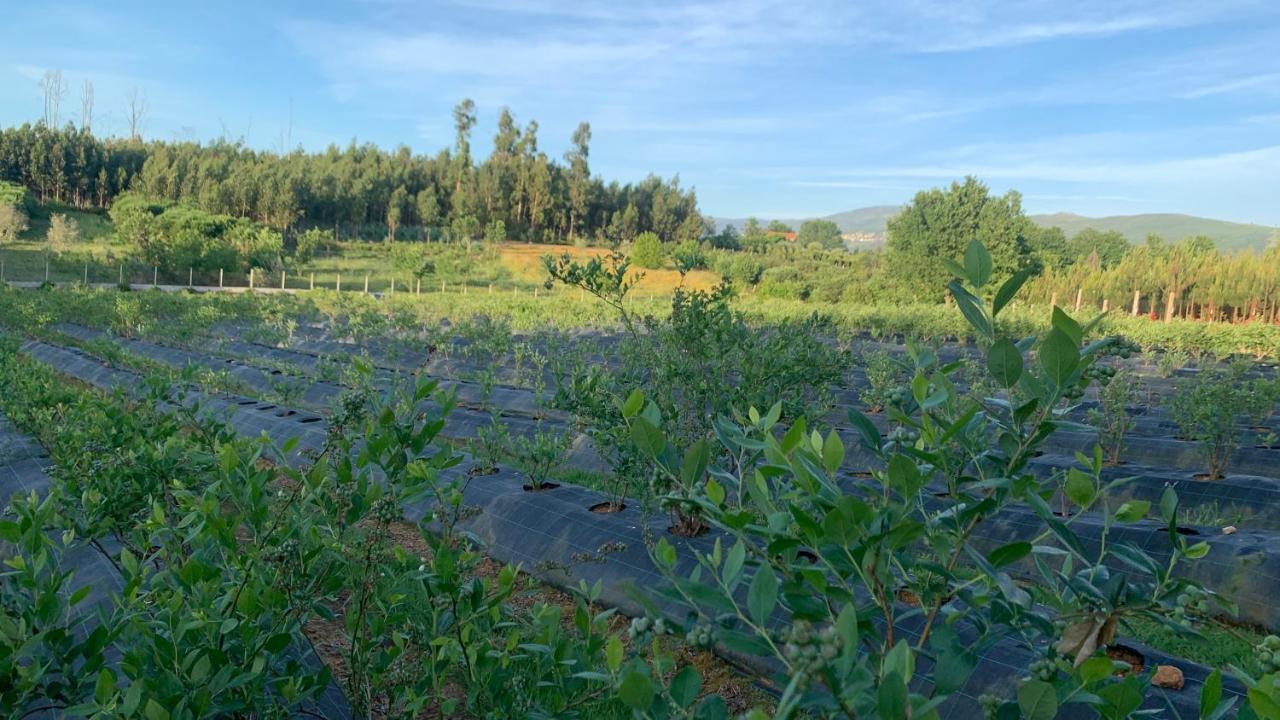 Appartamento Quinta Vale Salgueiro Seia Esterno foto