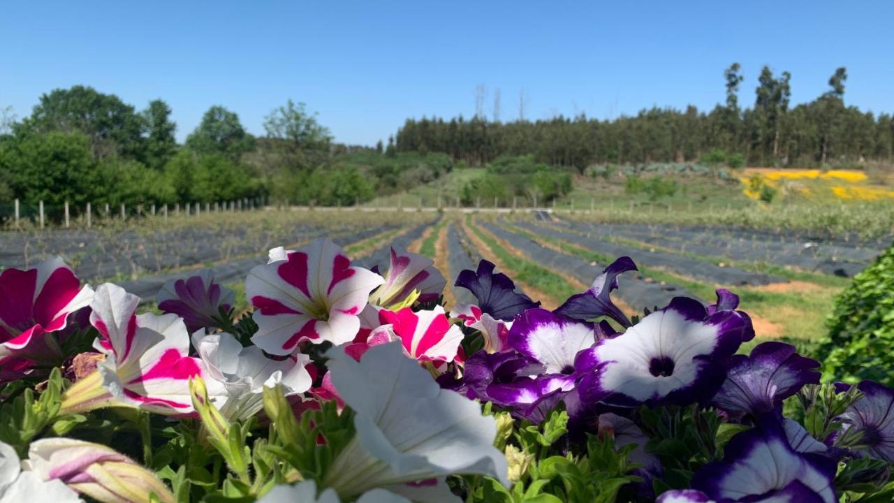 Appartamento Quinta Vale Salgueiro Seia Esterno foto