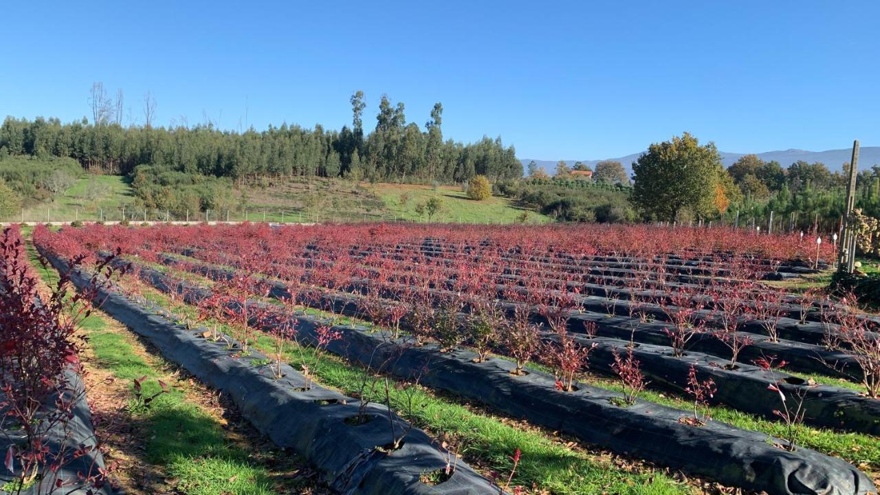 Appartamento Quinta Vale Salgueiro Seia Esterno foto