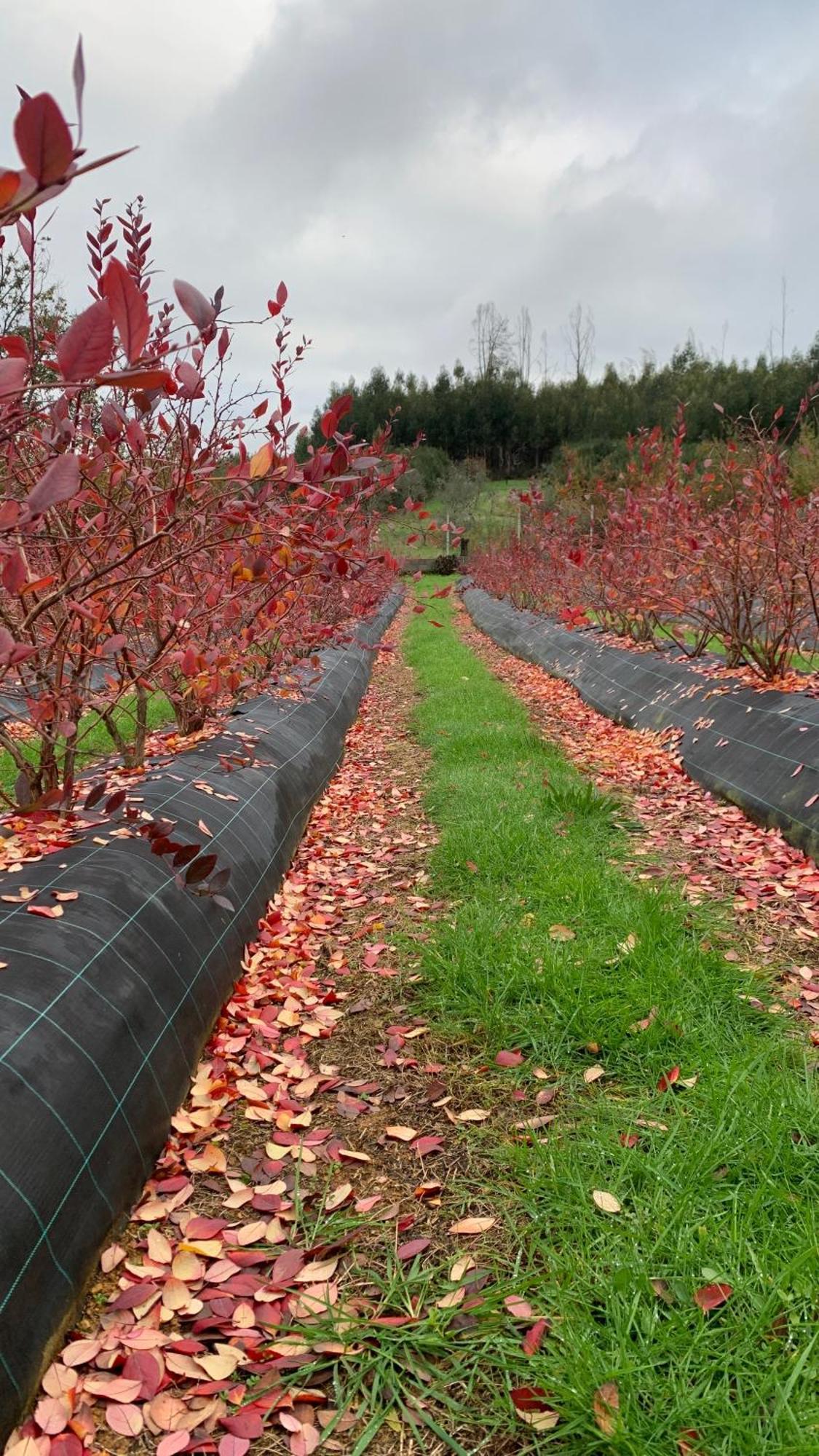 Appartamento Quinta Vale Salgueiro Seia Esterno foto